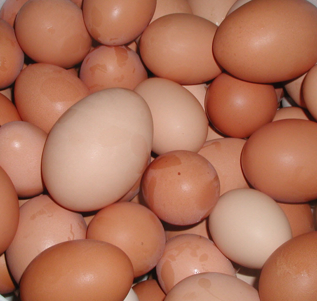 Photo: Publication: New Farmers and Alternative Markets Within the Supply-Managed System: eggs2.jpg