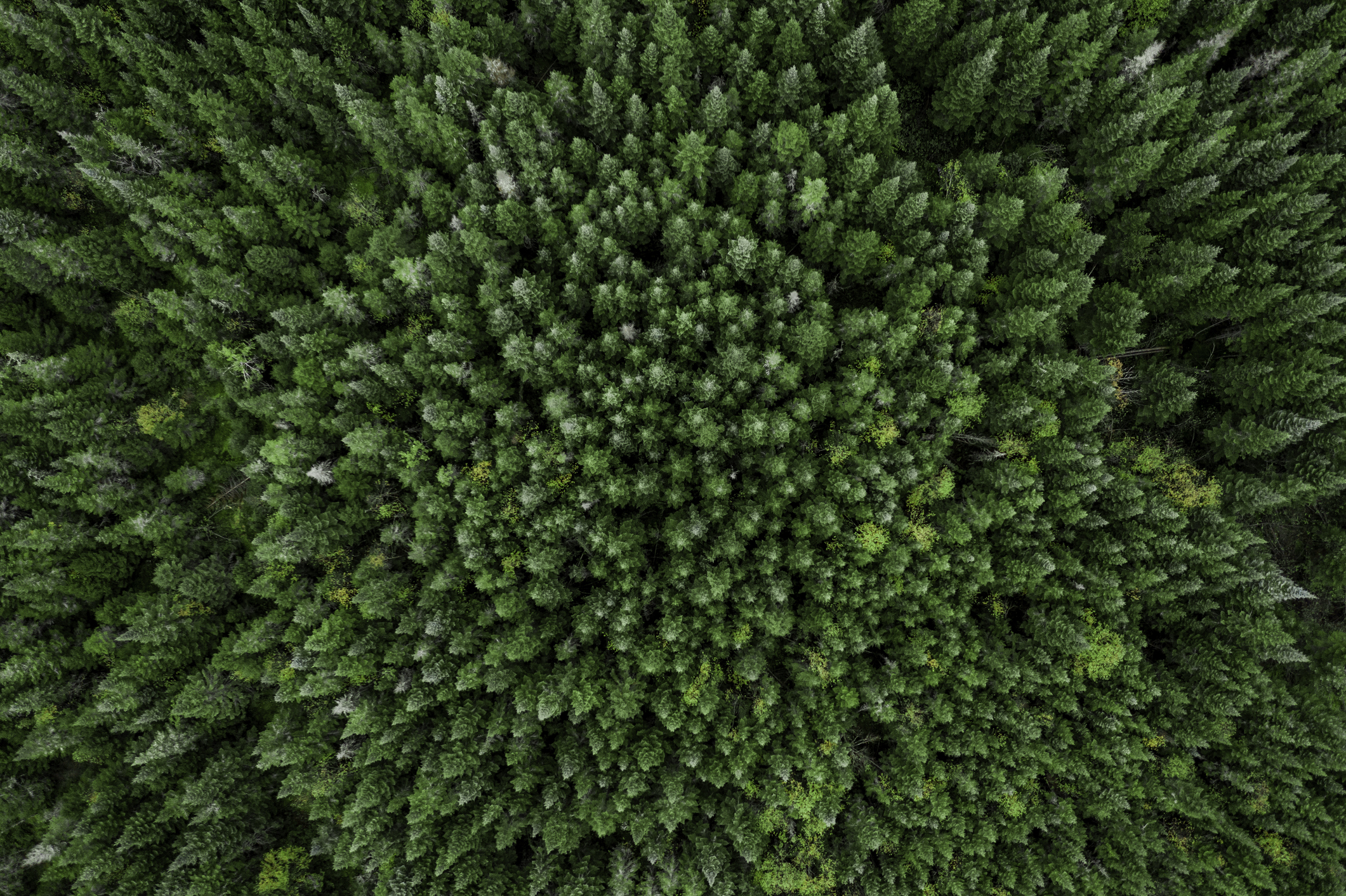 Aerial View of Boreal Forest Nature in Autumn Season, Quebec, Canada