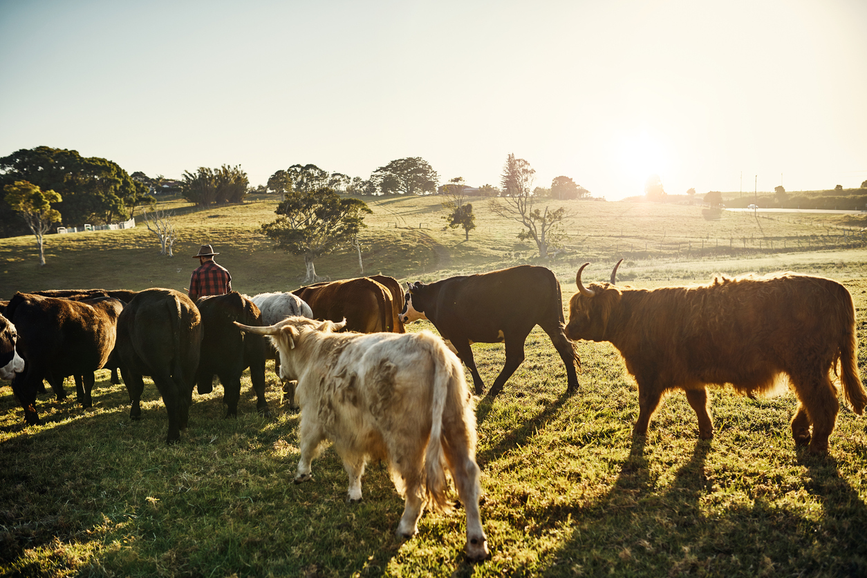 My herd is an extension of my family