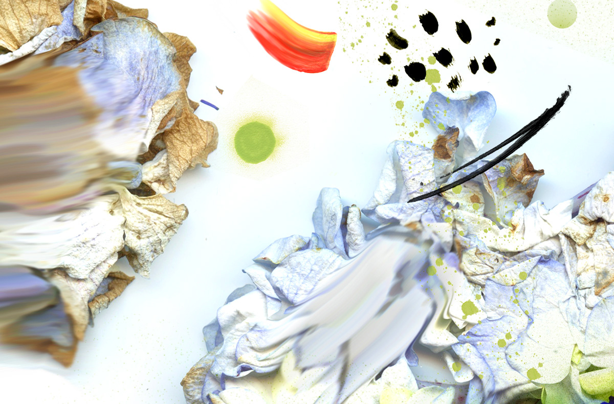 Hydrangea In Flux (cropped) by Nicole Beno