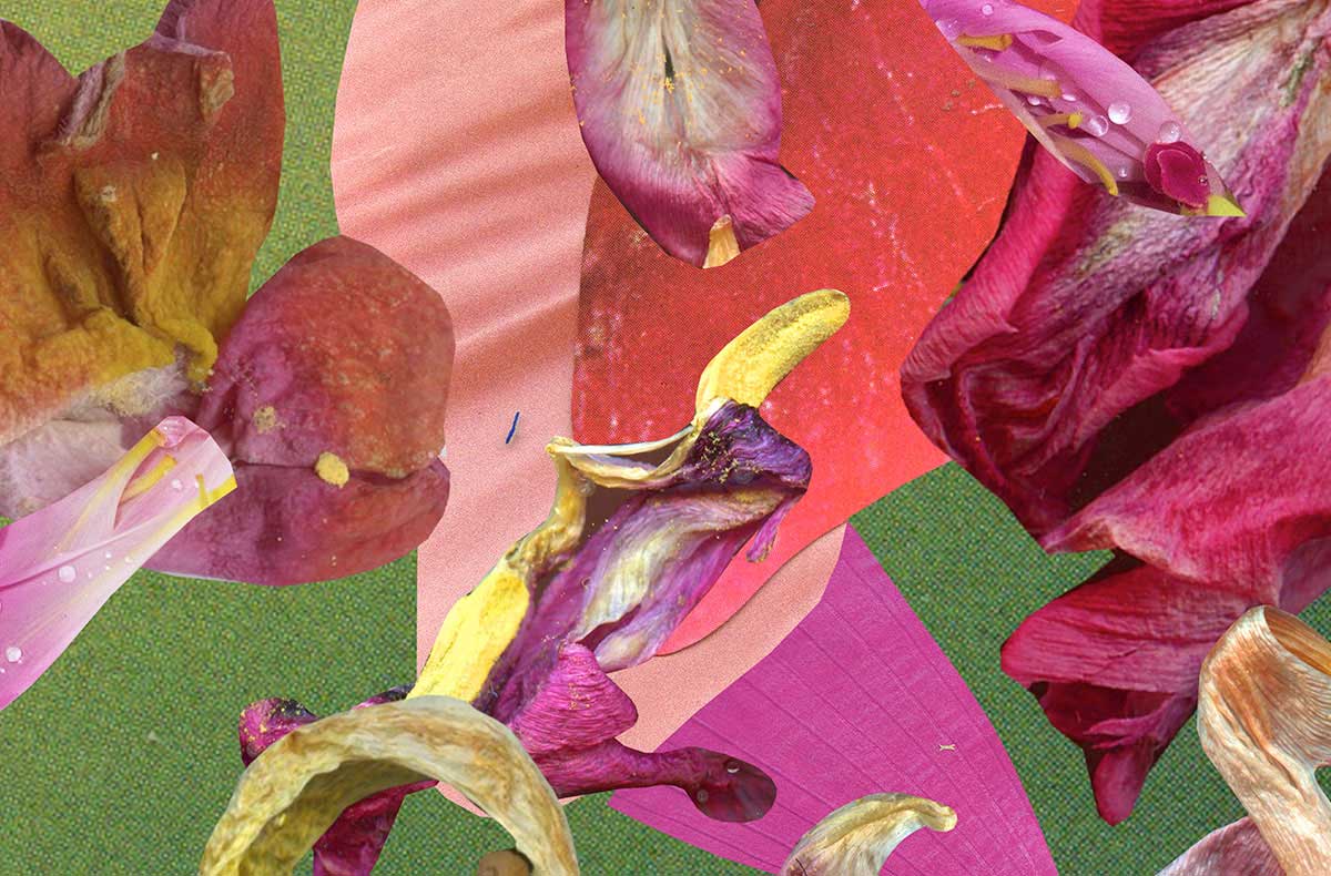 Keystone Species and Rewilding the Arts | Metcalf Foundation | Metcalf